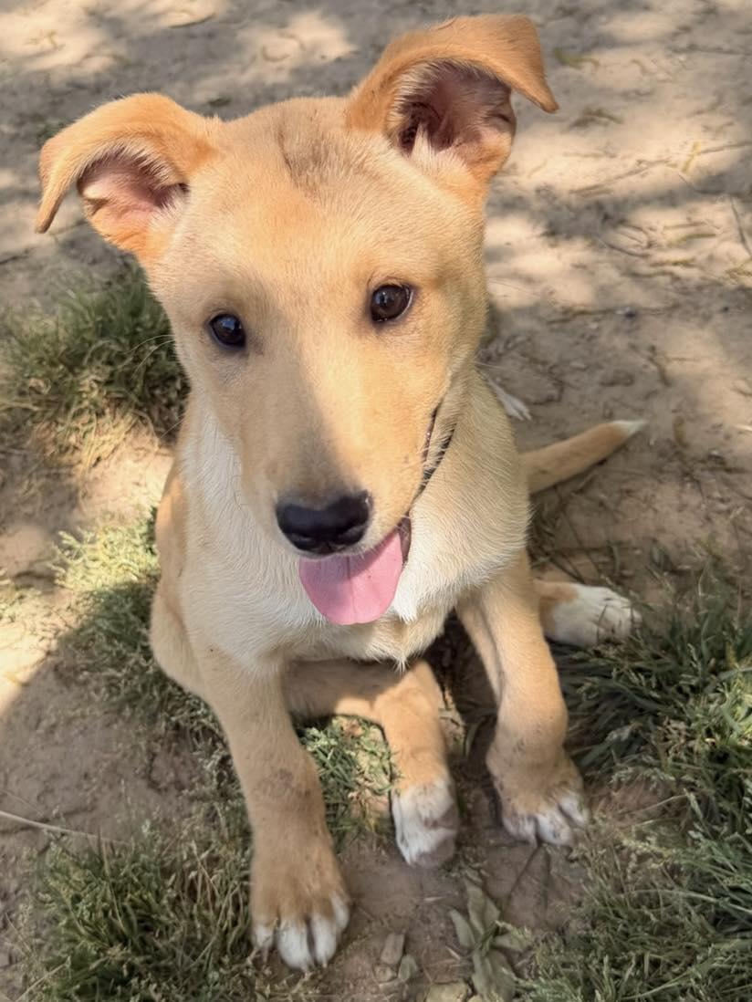Trixie, adopted, Puppy Female Australian Cattle Dog / Blue Heeler.