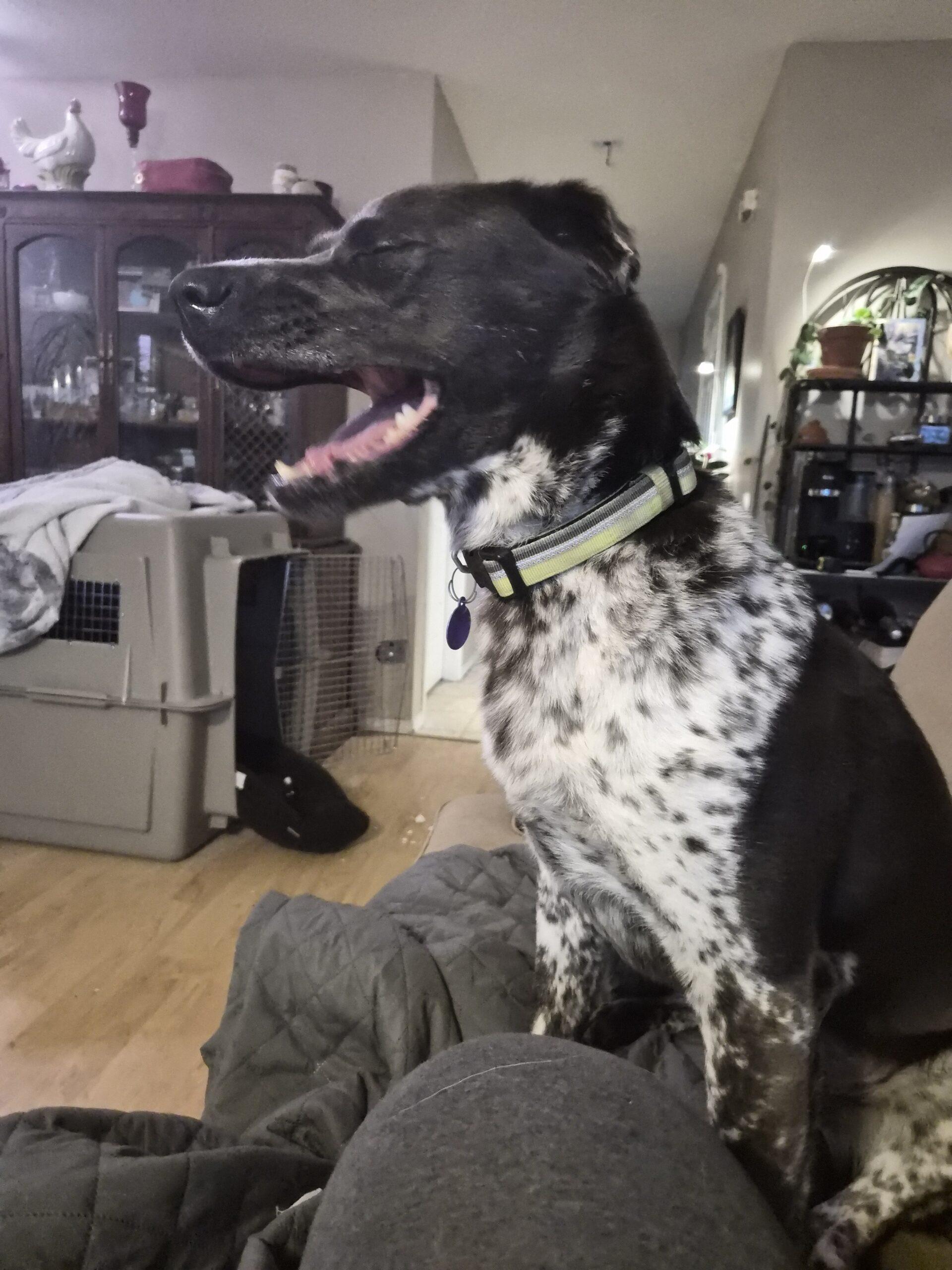 Enlarge Harnette, a ADOPTABLE mixed breed in Calgary, AB image 5/5