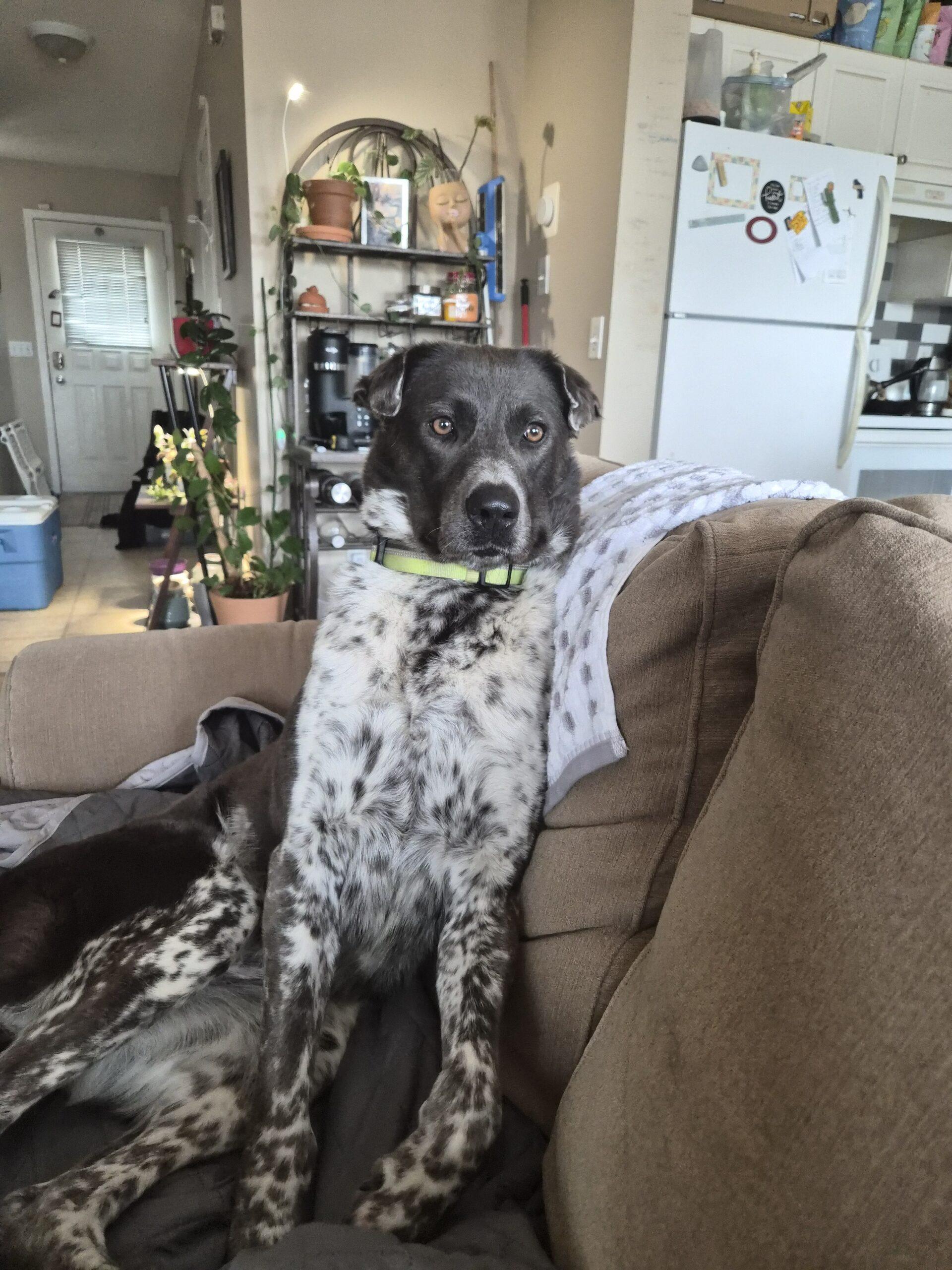 Enlarge Harnette, a ADOPTABLE mixed breed in Calgary, AB image 1/5