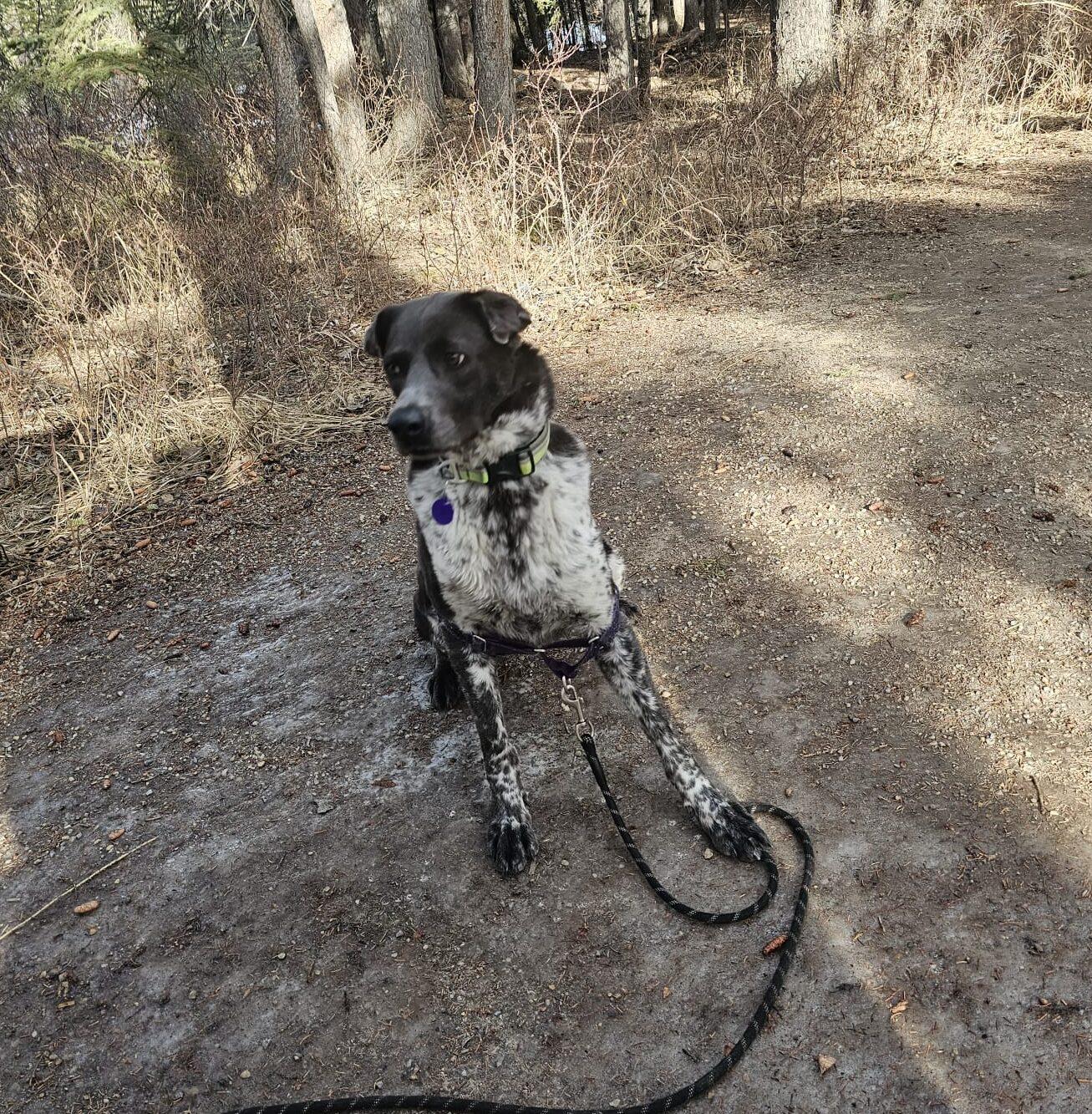 Enlarge Harnette, a ADOPTABLE mixed breed in Calgary, AB image 3/5