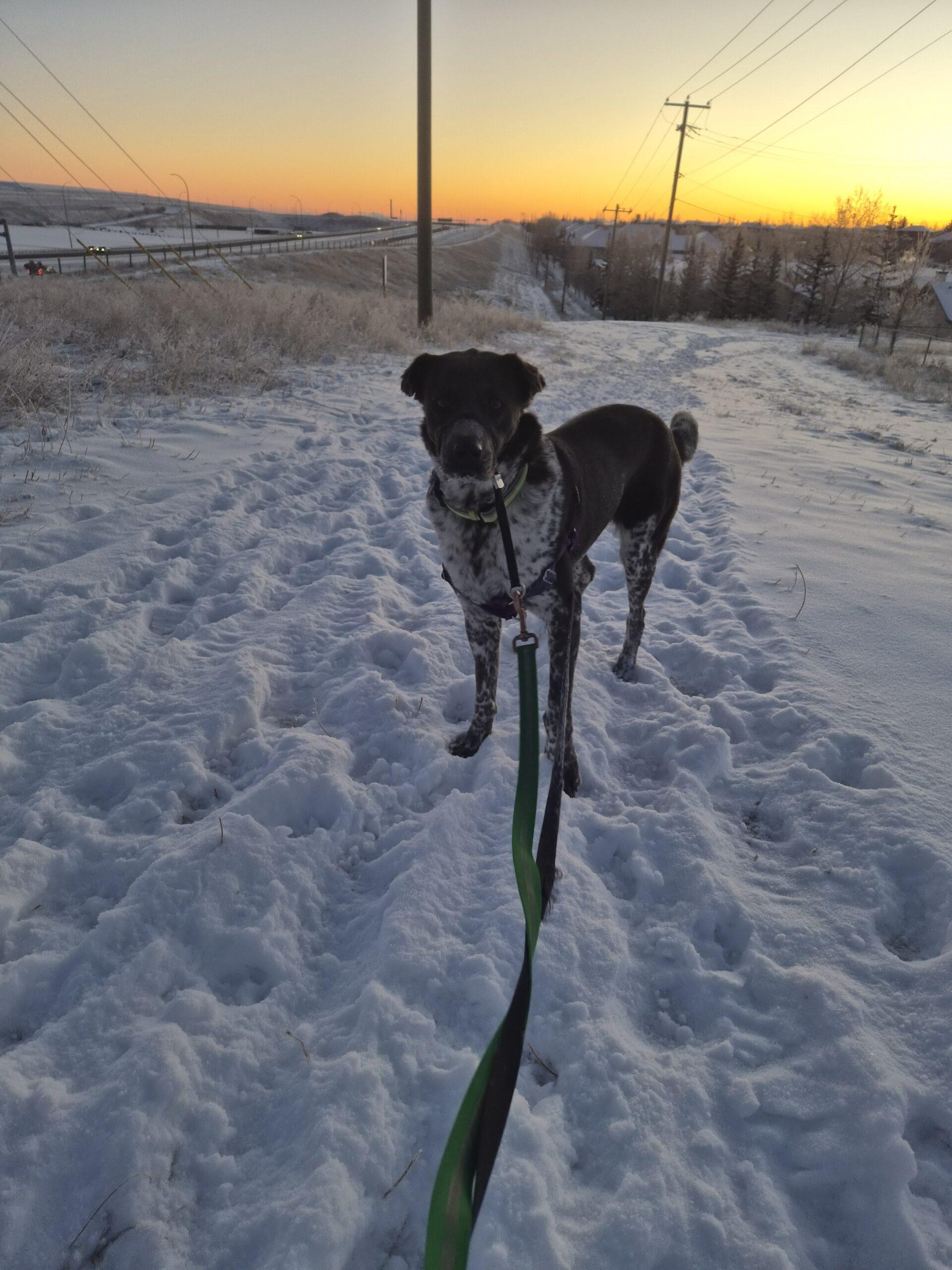Enlarge Harnette, a ADOPTABLE mixed breed in Calgary, AB image 4/5