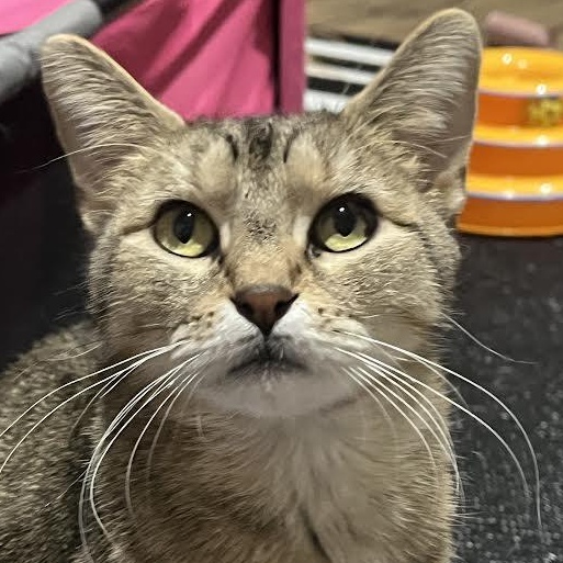 Ava, Adoptable, Young Female Extra-Toes Cat / Hemingway Polydactyl & Tabby.