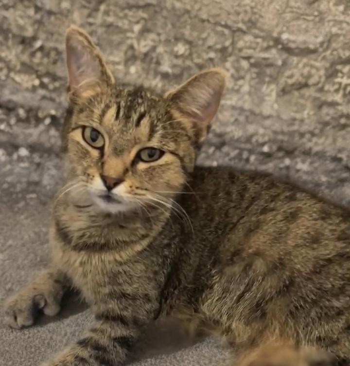 Enlarge Ava, a Adoptable mixed breed in OVERLAND PARK, KS image 3/4