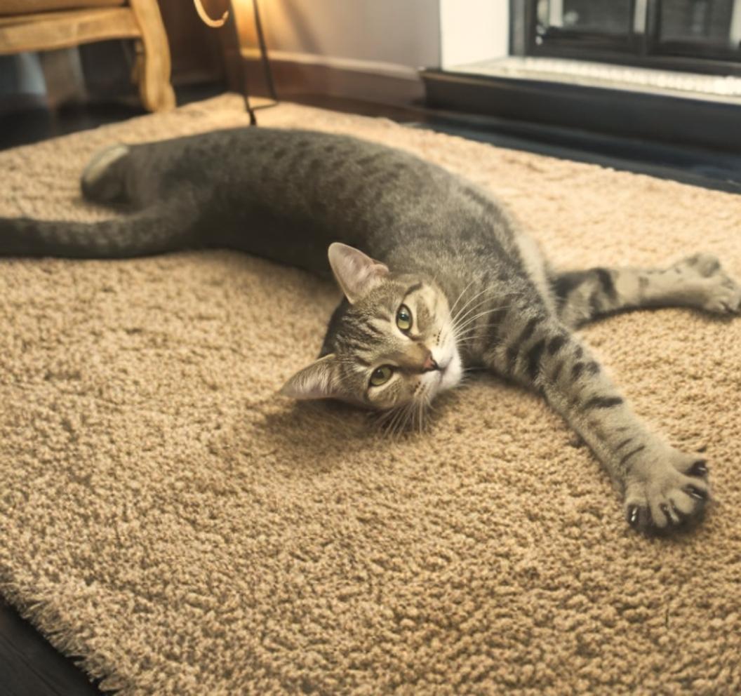 Enlarge Ava, a Adoptable mixed breed in OVERLAND PARK, KS image 4/4