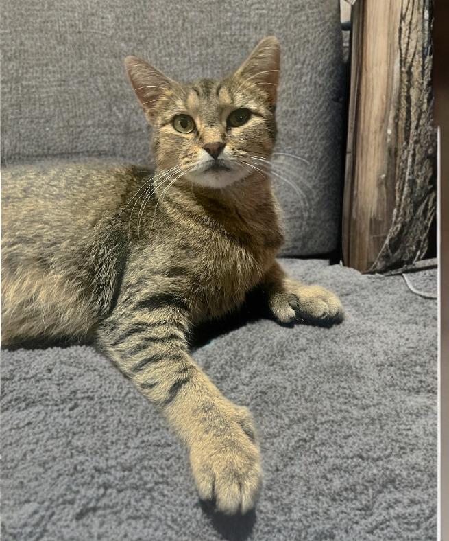 Ava, Adoptable, Young Female Extra-Toes Cat / Hemingway Polydactyl & Tabby.