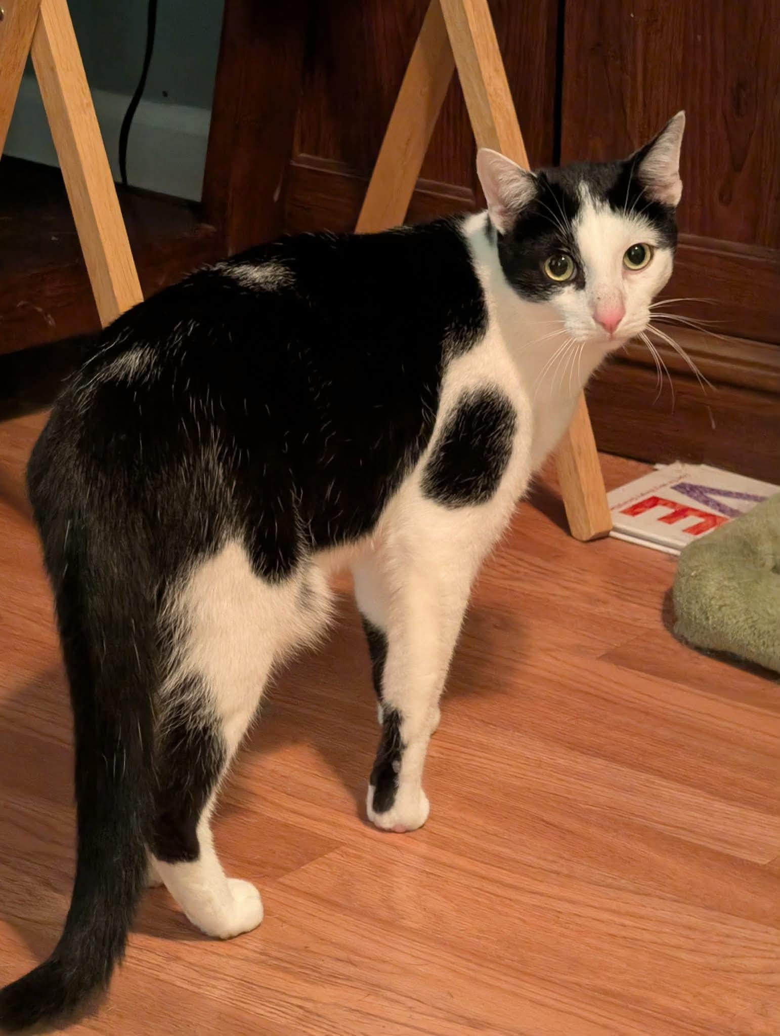 Enlarge Momo, a Adoptable Domestic Short Hair in Clover, SC image 2/2