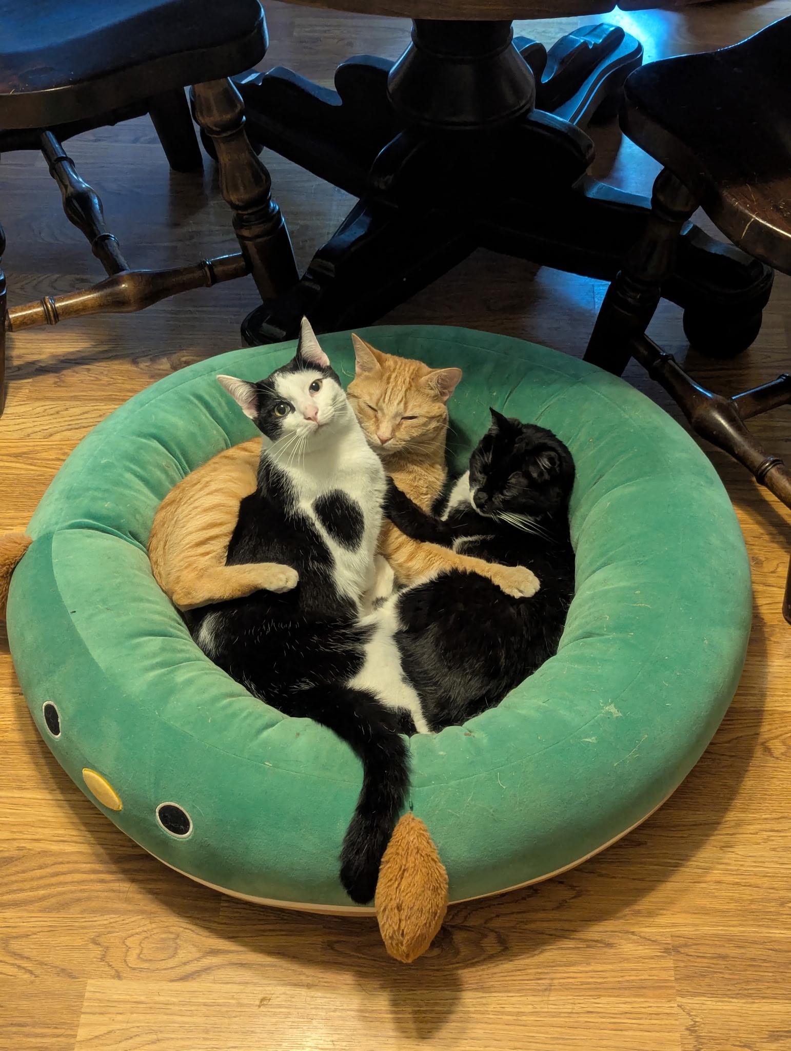 Momo, ADOPTABLE, Young Male Domestic Short Hair.