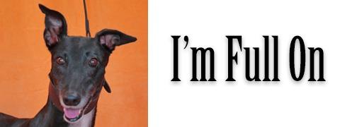 Enlarge I’m Full On, a Adoptable Greyhound in Douglasville, GA image 1/3