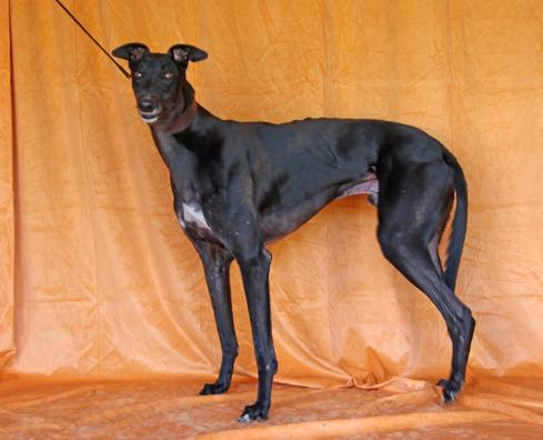 Enlarge I’m Full On, a Adoptable Greyhound in Douglasville, GA image 2/3
