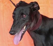 Enlarge I’m Full On, a Adoptable Greyhound in Douglasville, GA image 3/3