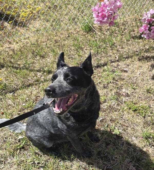 Bear, Adoptable, Adult Male Australian Cattle Dog / Blue Heeler.