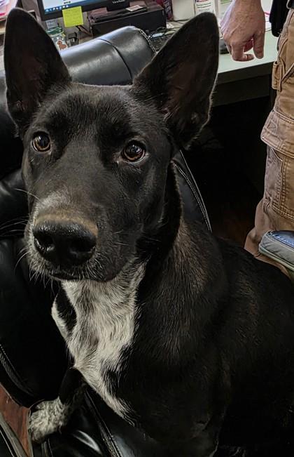 Enlarge Pooh, a Adoptable mixed breed in Blue Ridge, GA image 1/3