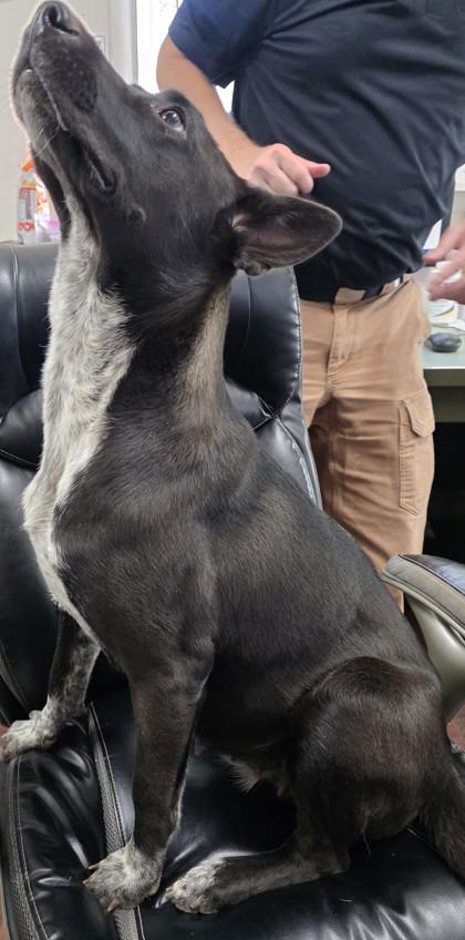 Enlarge Pooh, a Adoptable mixed breed in Blue Ridge, GA image 2/3