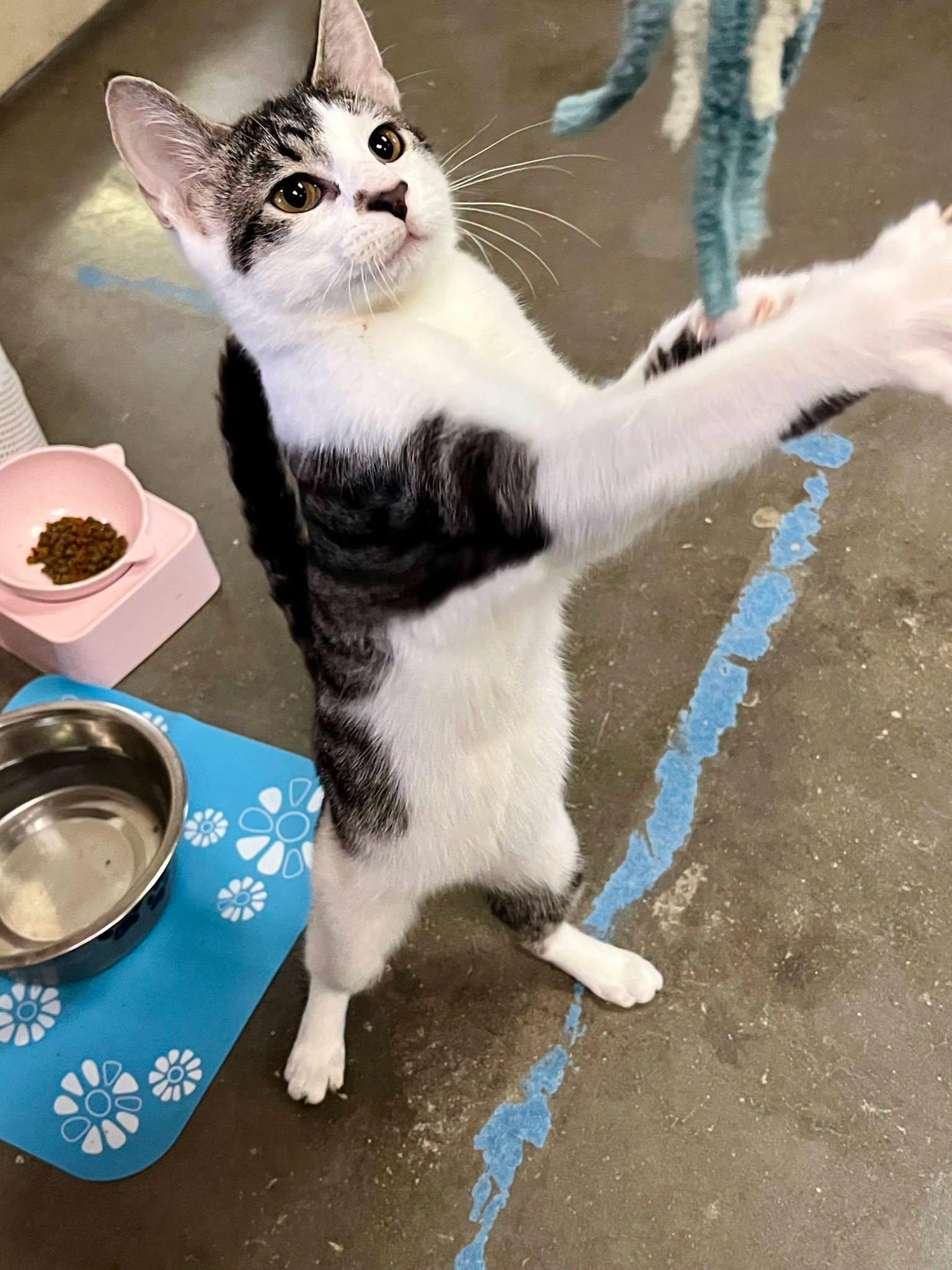 Enlarge Milkshake, a Adoptable Domestic Short Hair in Leavenworth, KS image 2/2