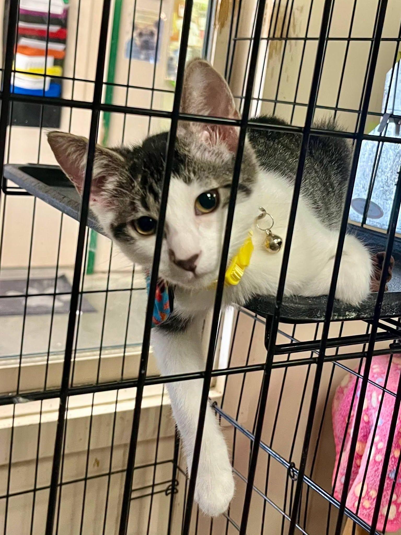 Milkshake, Adoptable, Kitten Male Domestic Short Hair.