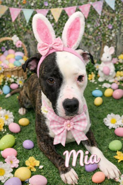 Enlarge Mia , an adoptable American Bully in Mississauga, ON image 1/6