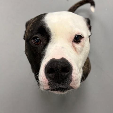 Enlarge Mia , an adoptable American Bully in Mississauga, ON image 3/6