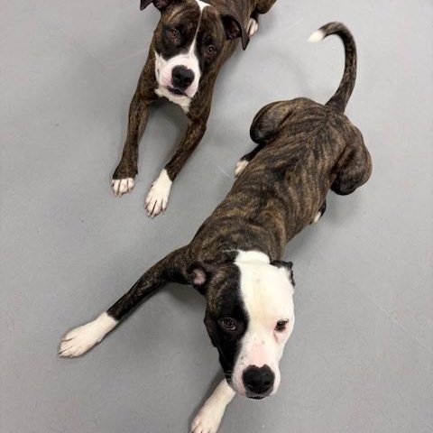 Enlarge Mia , an adoptable American Bully in Mississauga, ON image 4/6