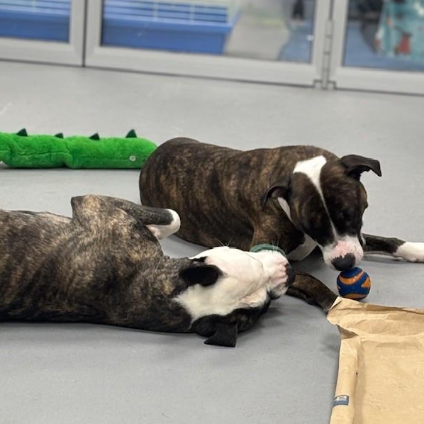 Enlarge Mia , an adoptable American Bully in Mississauga, ON image 5/6