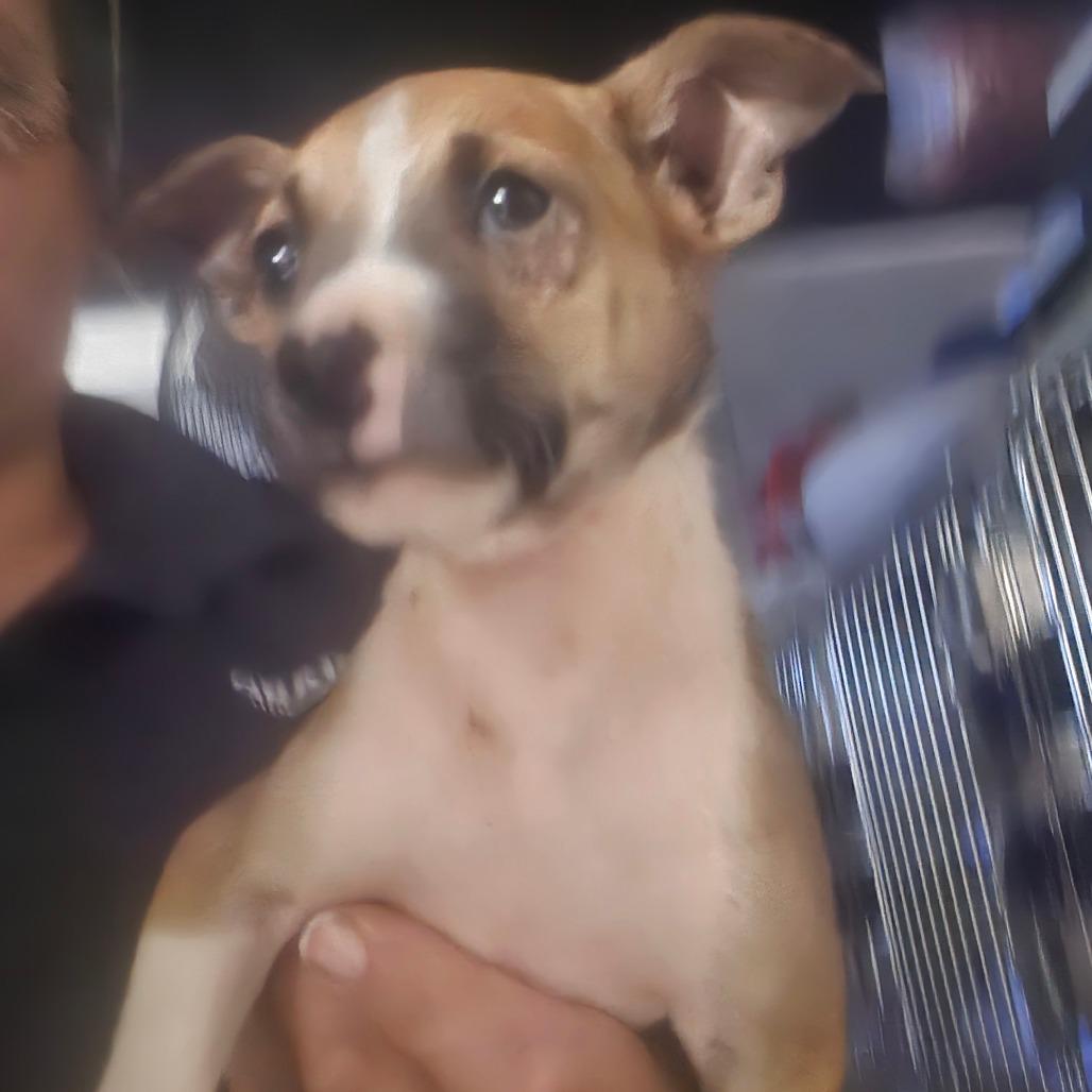 Enlarge Pippo, a Adoptable mixed breed in mount vernon, AR image 1/1