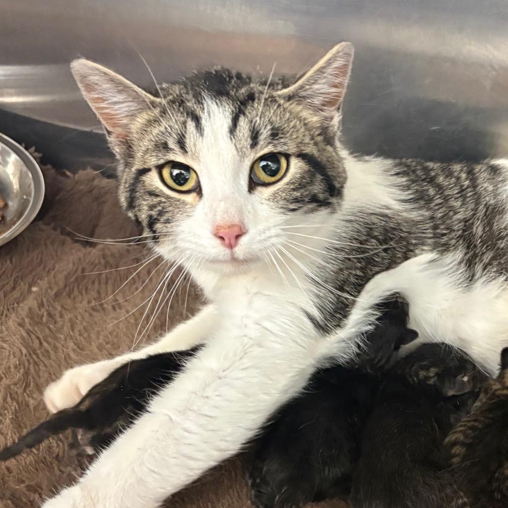 Nakita (26-2B- mom), Adoptable, Young Female Domestic Short Hair.