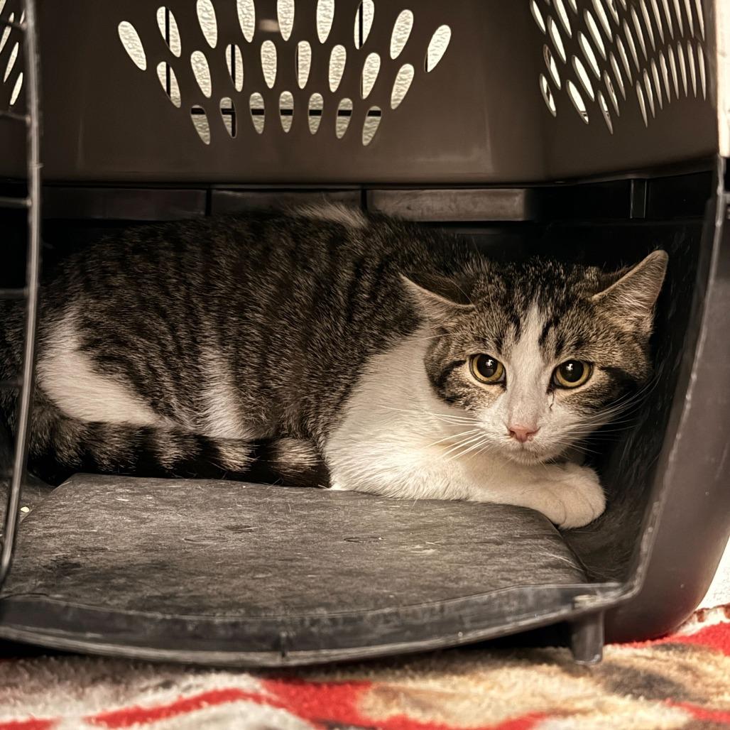 Nakita (26-2B- mom), a Adoptable Domestic Short Hair in Rifle, CO image 2/6