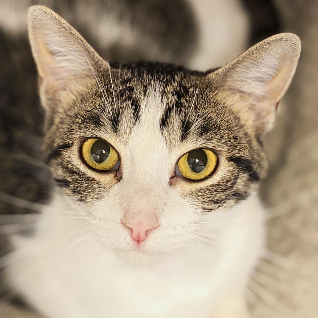 Enlarge Nakita (26-2B- mom), a Adoptable Domestic Short Hair in Rifle, CO image 5/6