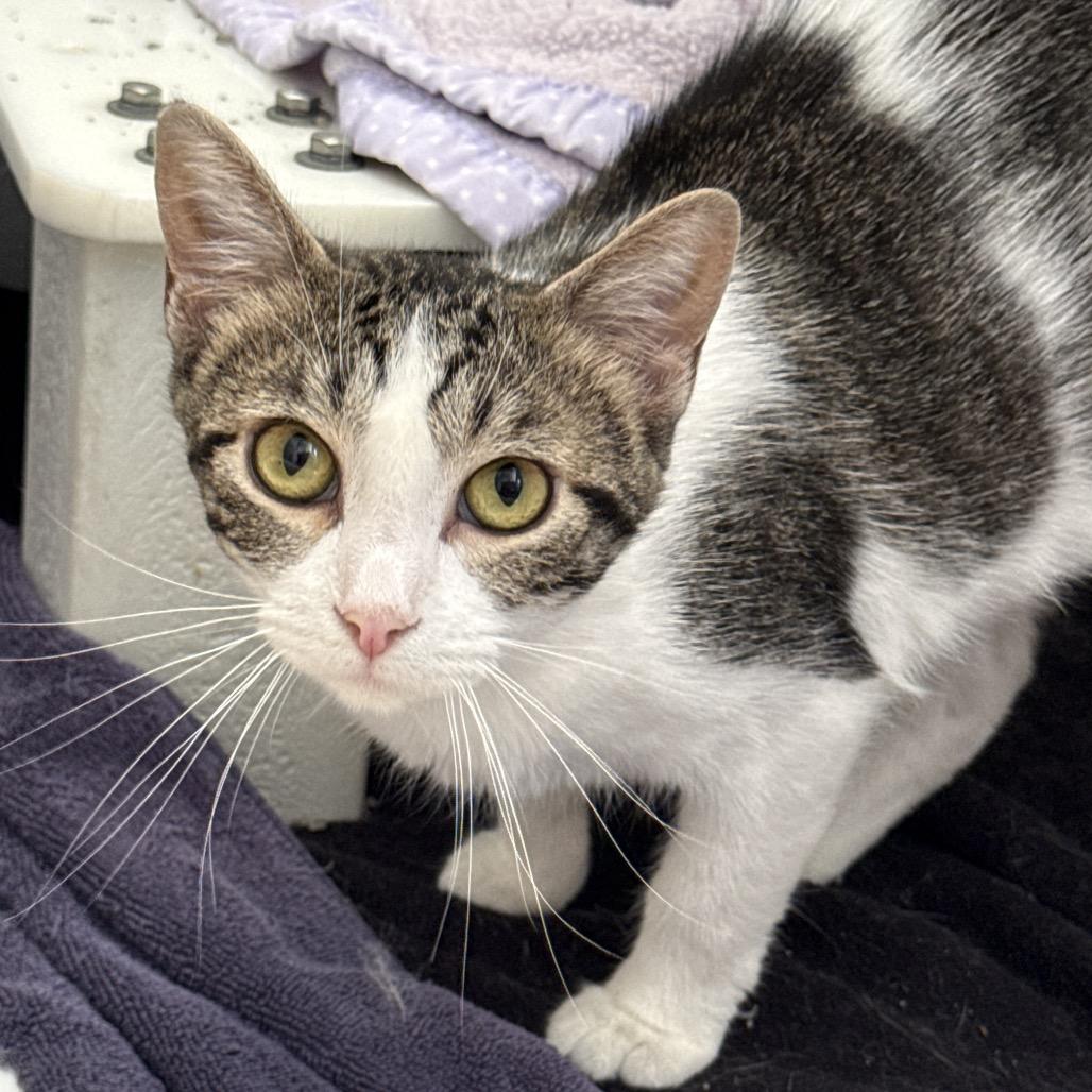 Nakita (26-2B- mom), a Adoptable Domestic Short Hair in Rifle, CO image 6/6