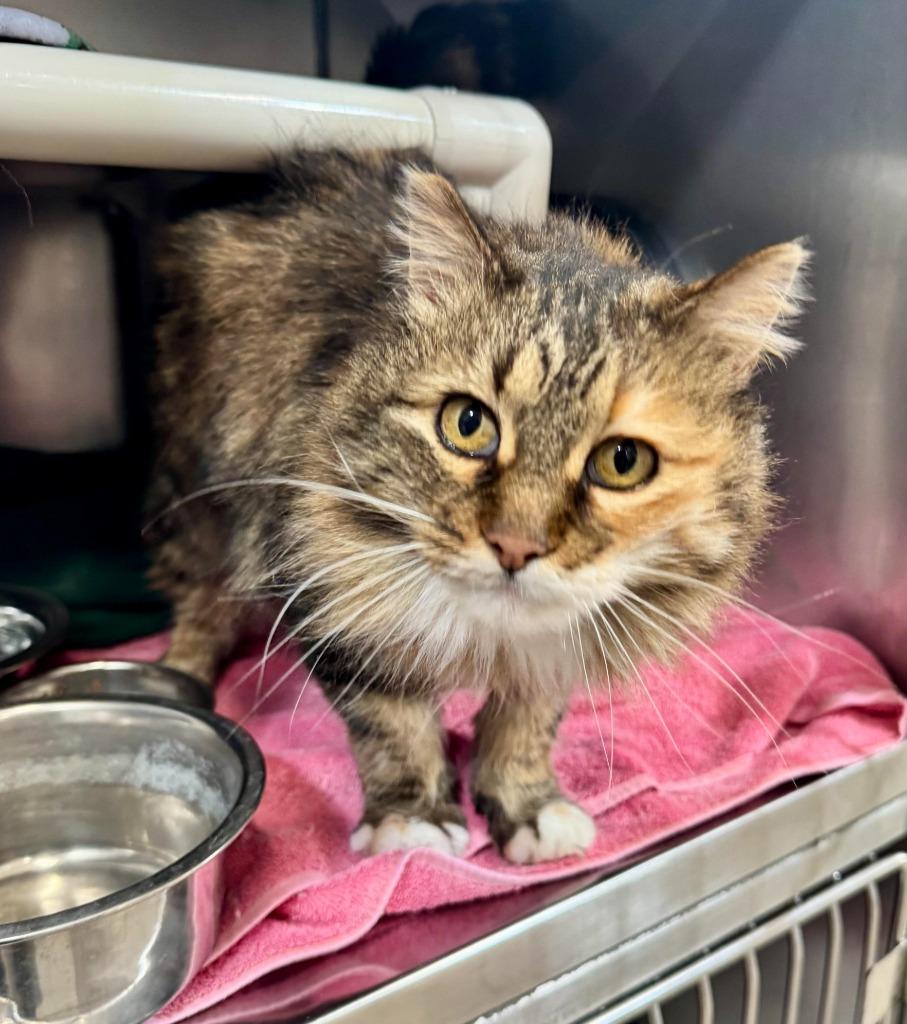 Evelyn, Adoptable, Adult Female Domestic Long Hair.