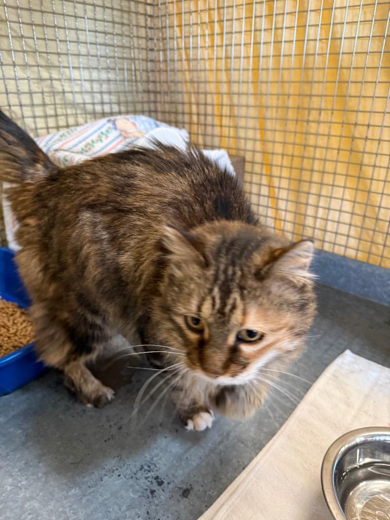 Evelyn, a Adoptable mixed breed in Gillette, WY image 2/2