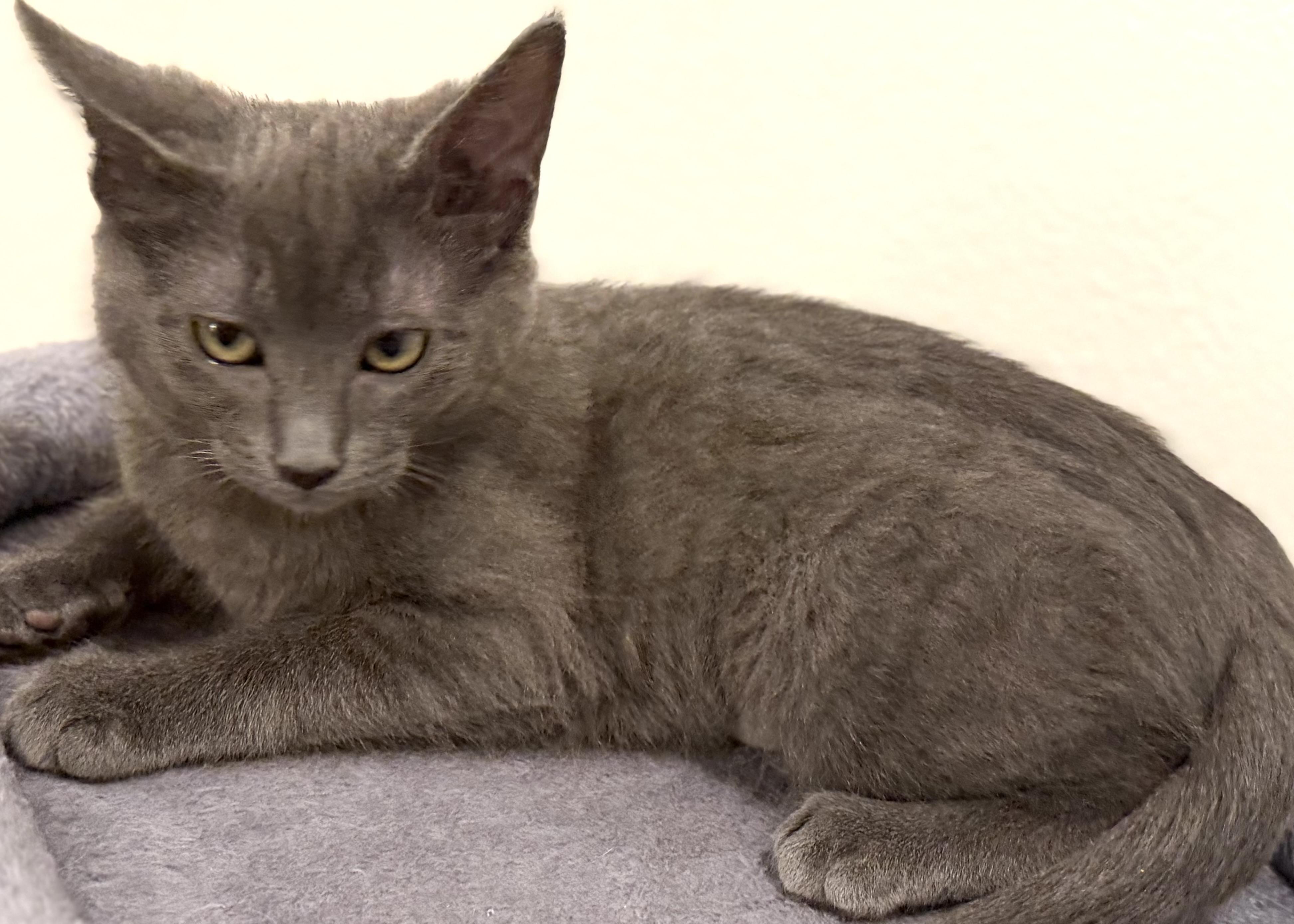Ashy, adopted, Kitten Female Domestic Short Hair.