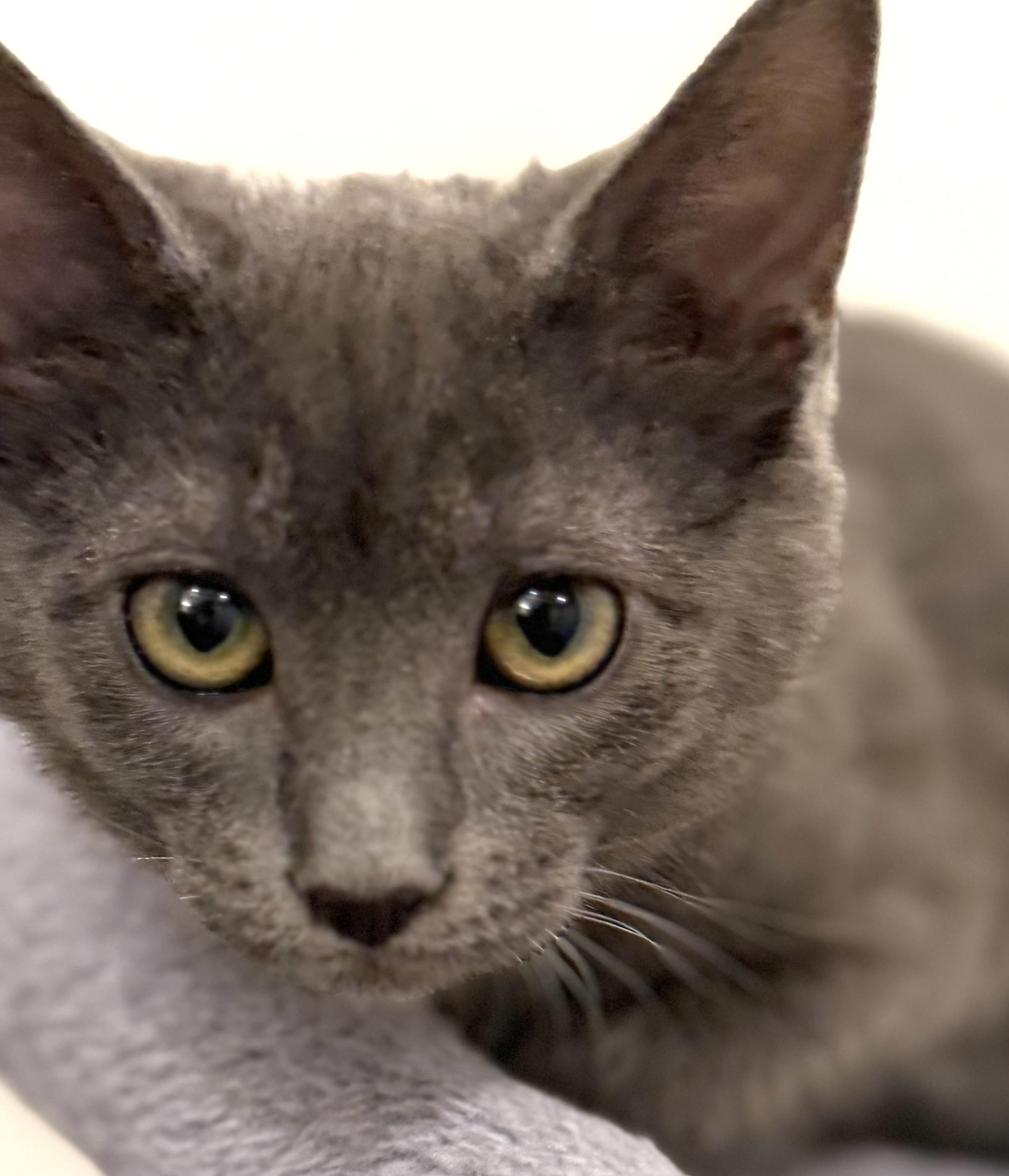 Ashy, an adopted Domestic Short Hair in Redmond, WA image 2/3