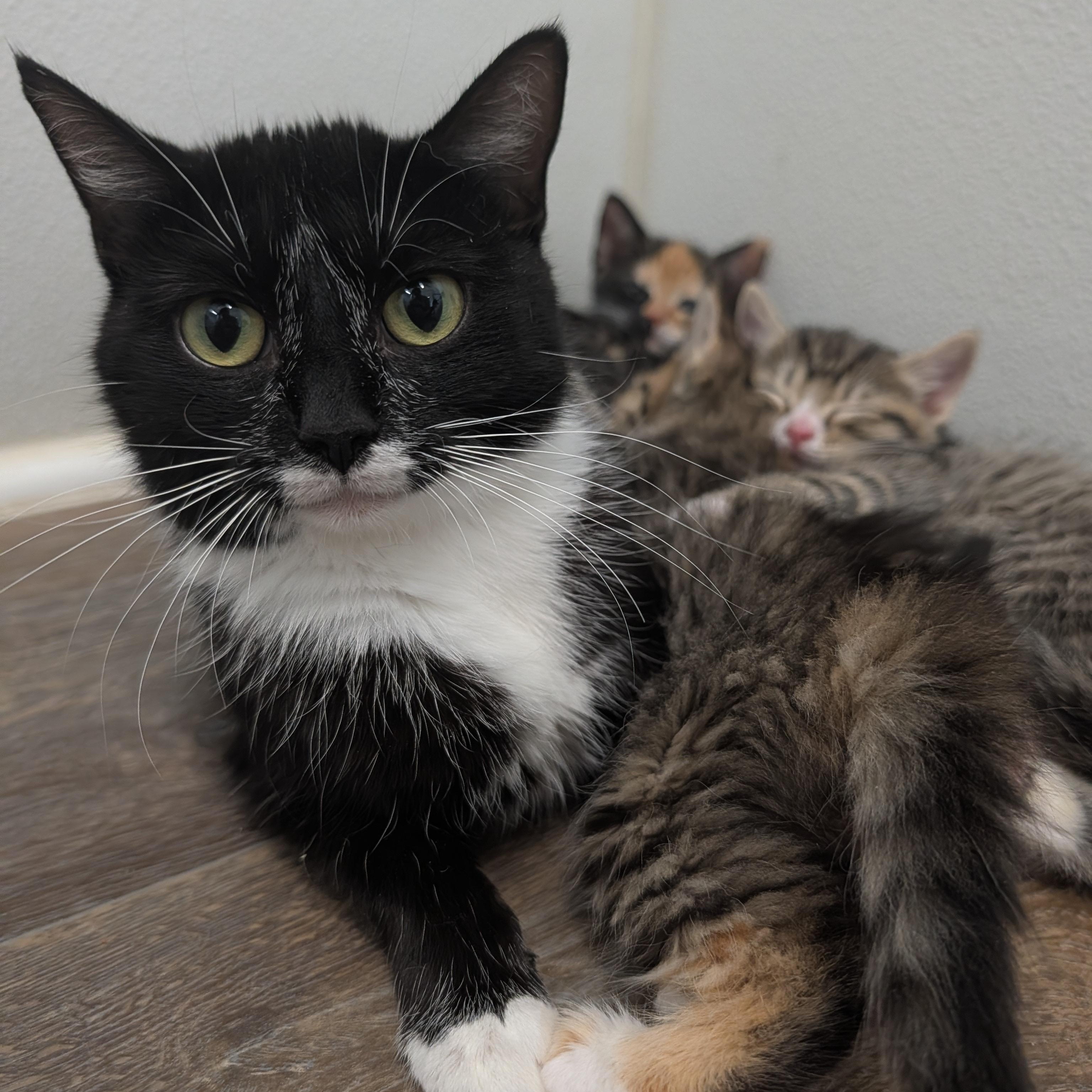 Enlarge Serenity, a Adoptable Domestic Short Hair in Waynesville, NC image 3/3