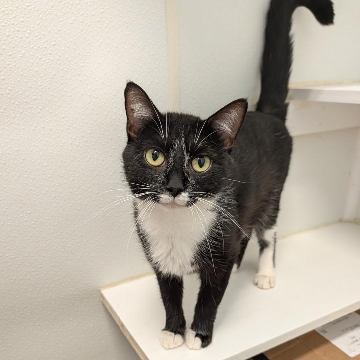 Serenity, Adoptable, Young Female Domestic Short Hair.