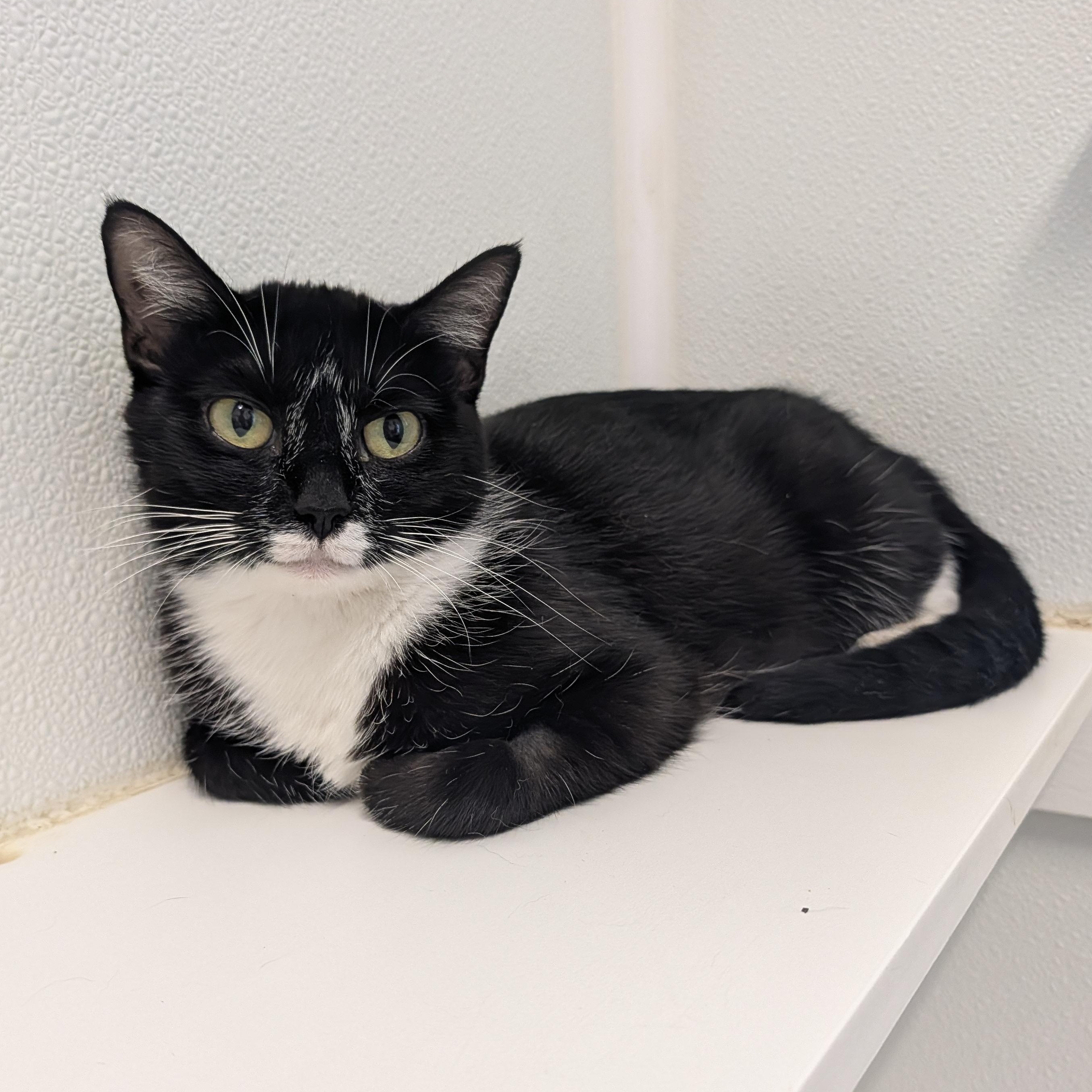 Enlarge Serenity, a Adoptable Domestic Short Hair in Waynesville, NC image 2/3