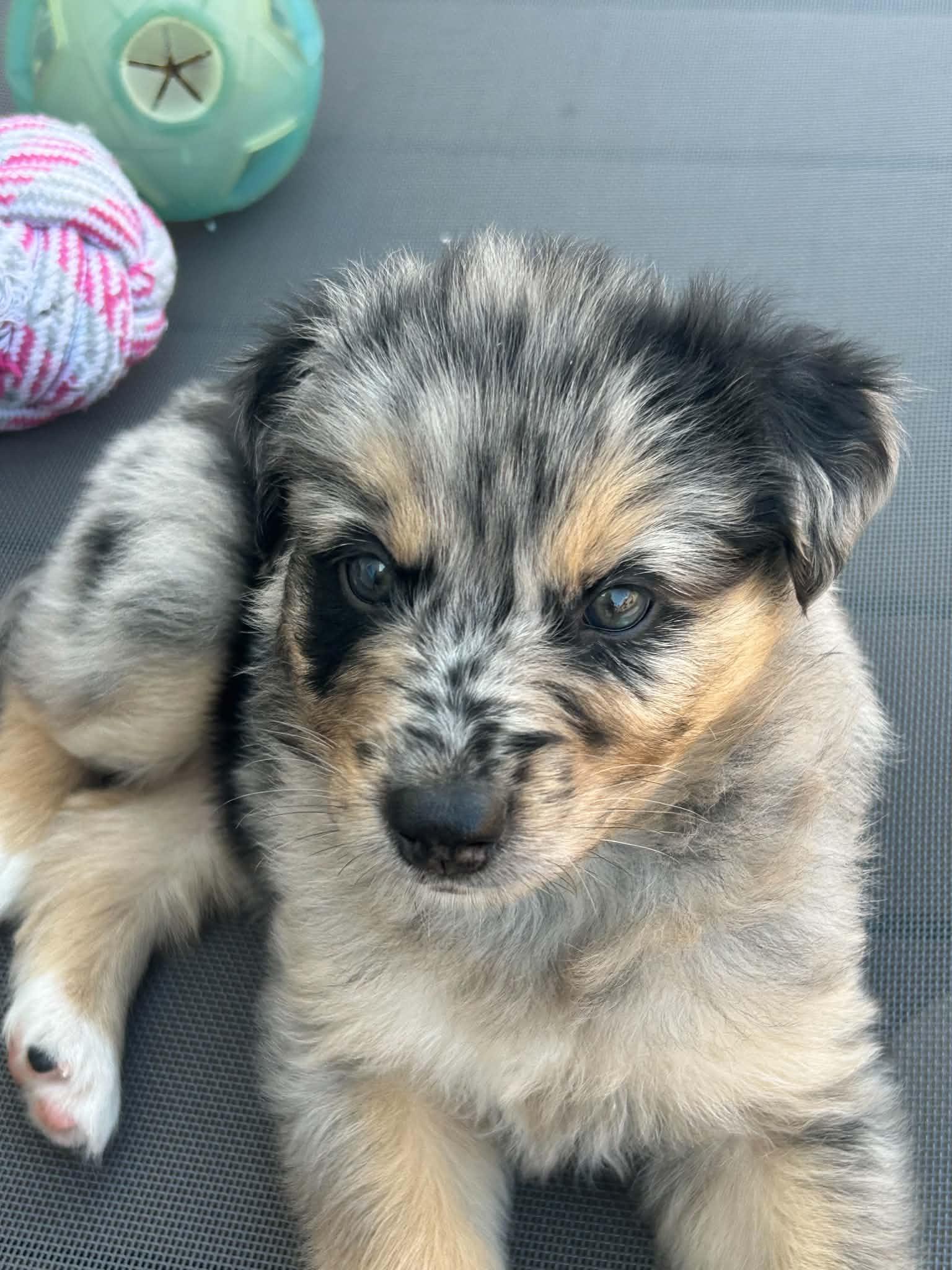 Dottie, adoptable, Puppy Female Australian Shepherd & Mixed Breed.