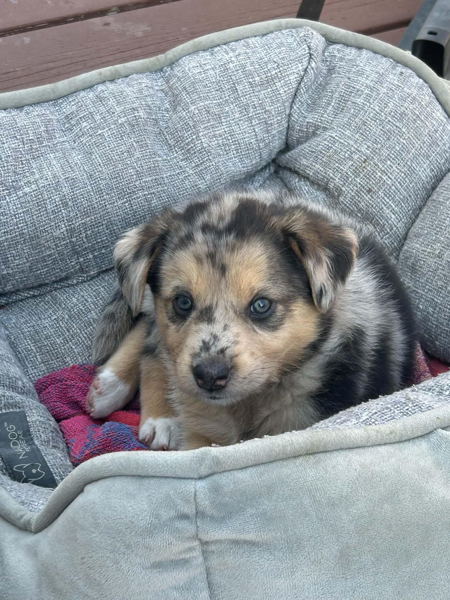 Enlarge Dottie, an adoptable mixed breed in Winnipeg, MB image 2/5