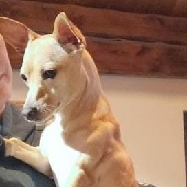 Austin, a Adoptable mixed breed in Spanaway, WA image 1/6