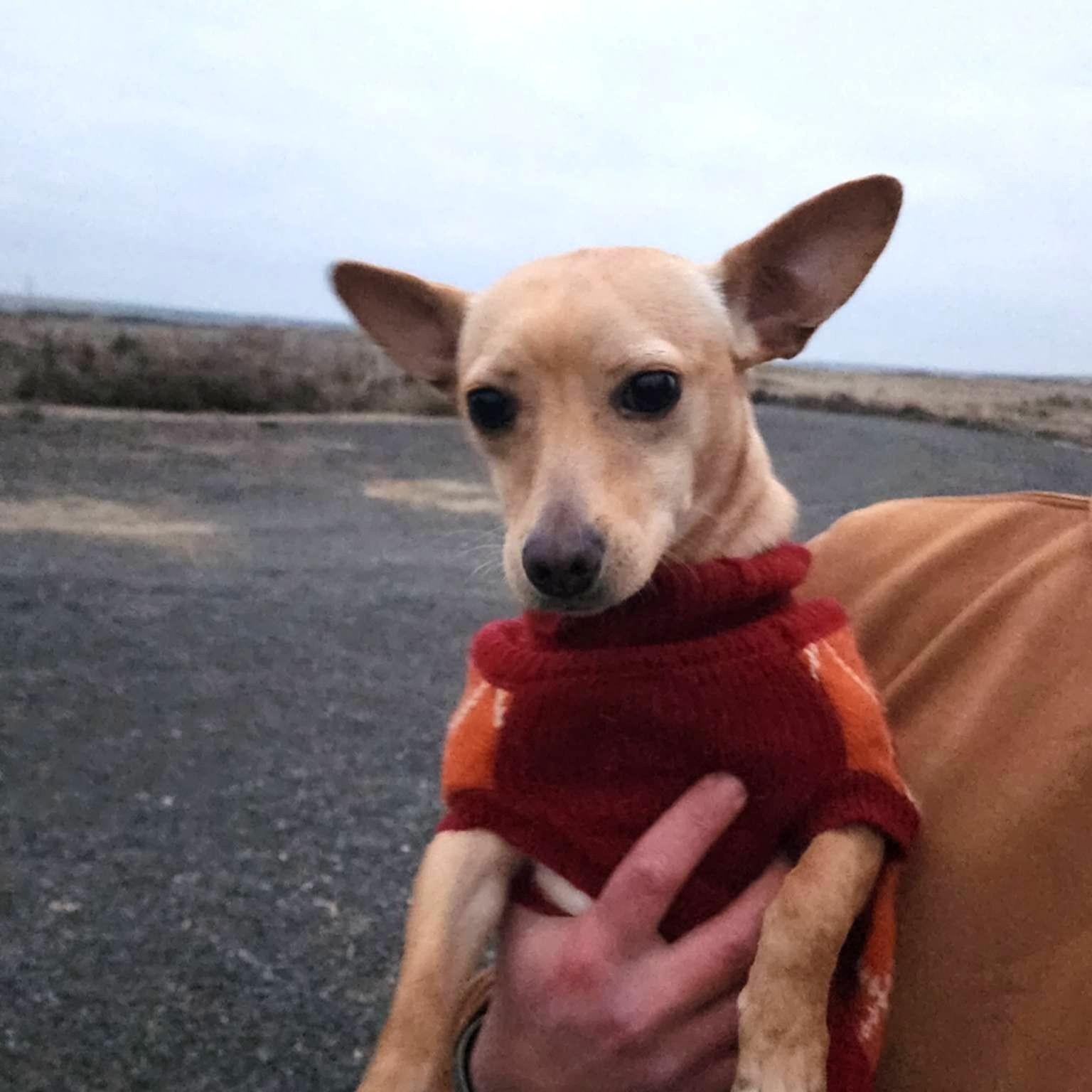 Austin, Adoptable, Young Male Chihuahua & Dachshund.