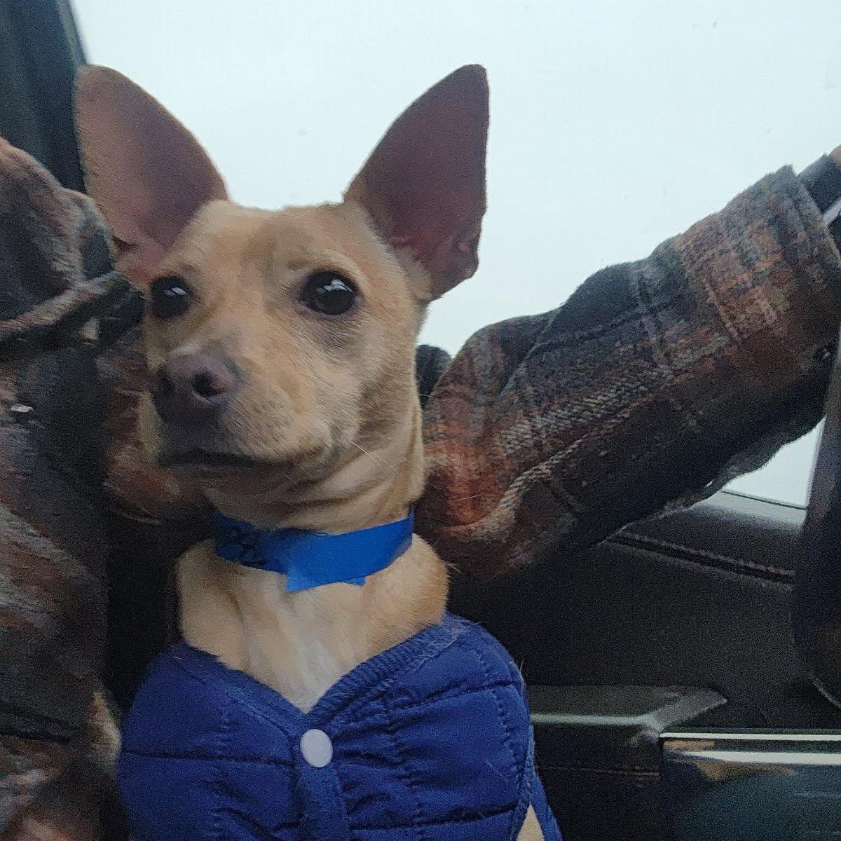 Austin, a Adoptable mixed breed in Spanaway, WA image 3/6