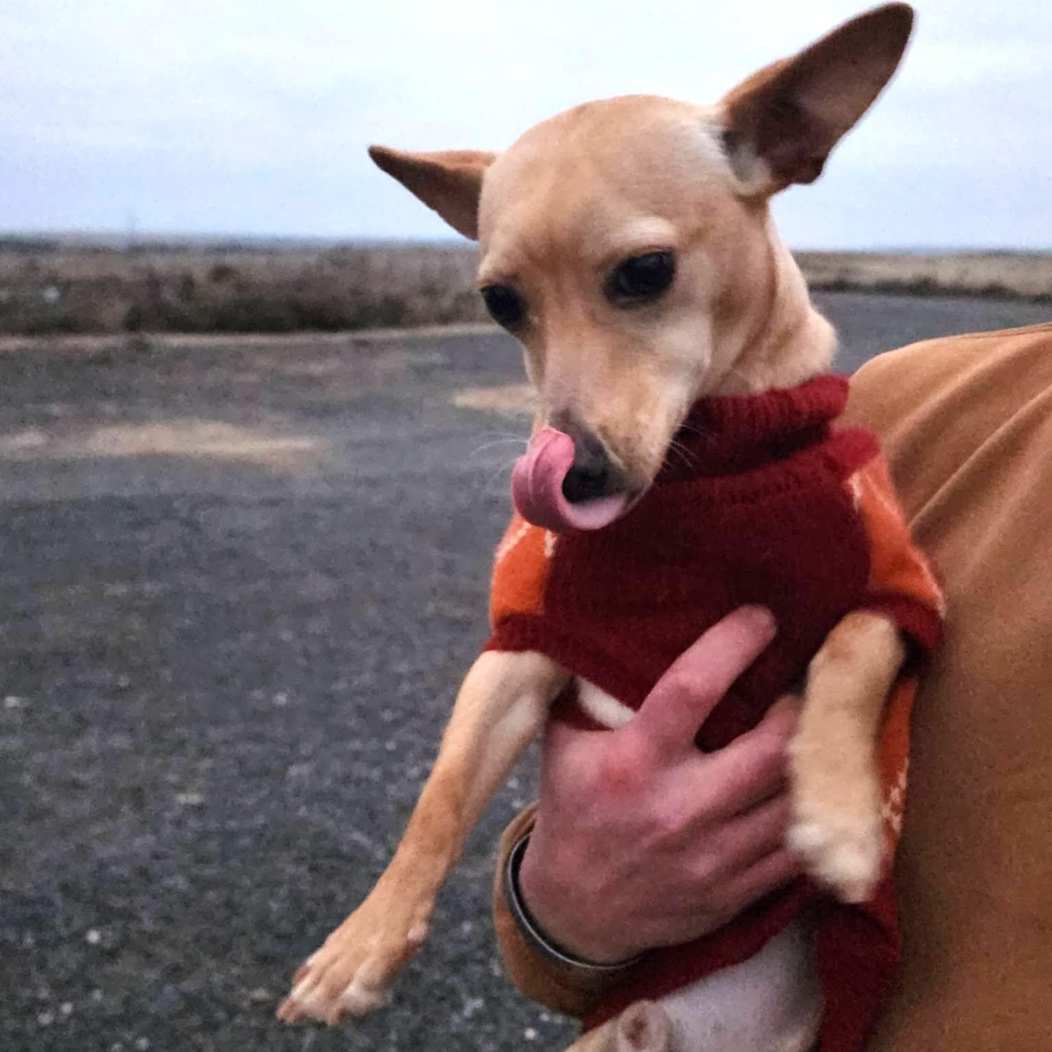 Austin, a Adoptable mixed breed in Spanaway, WA image 6/6