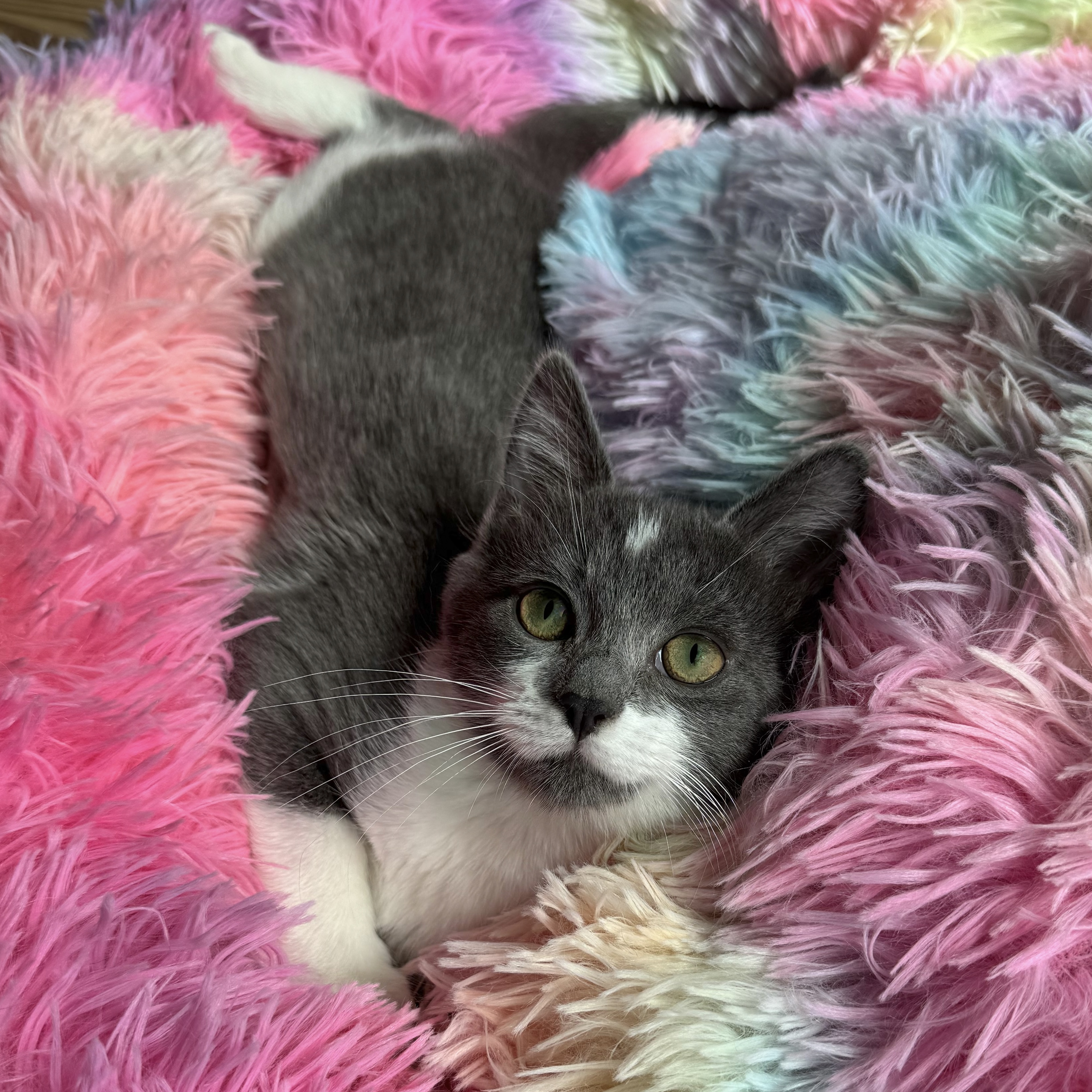 Emmeline, Adopted, Kitten Female Domestic Short Hair.