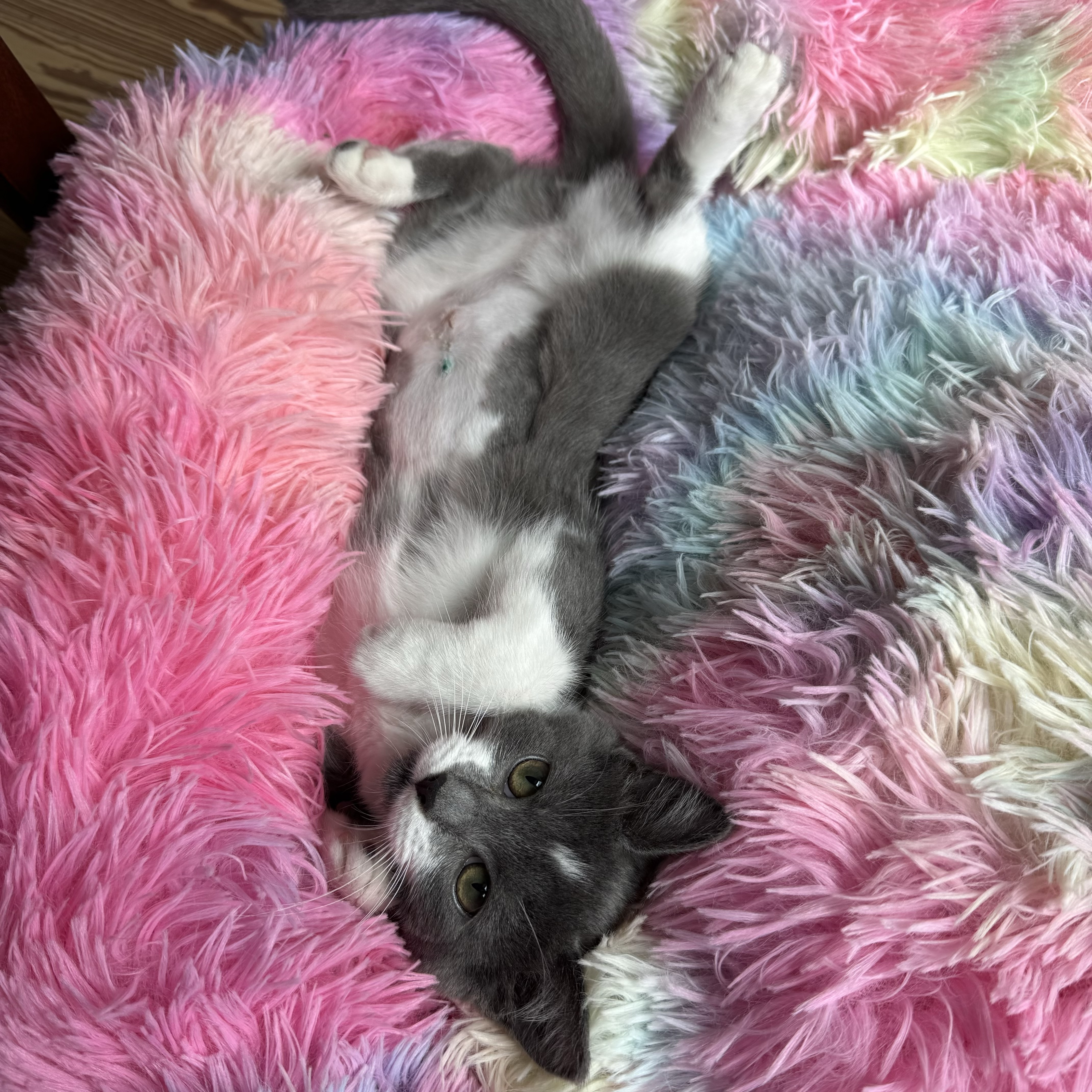 Enlarge Emmeline, a Adopted Domestic Short Hair in Winter Park, FL image 2/3