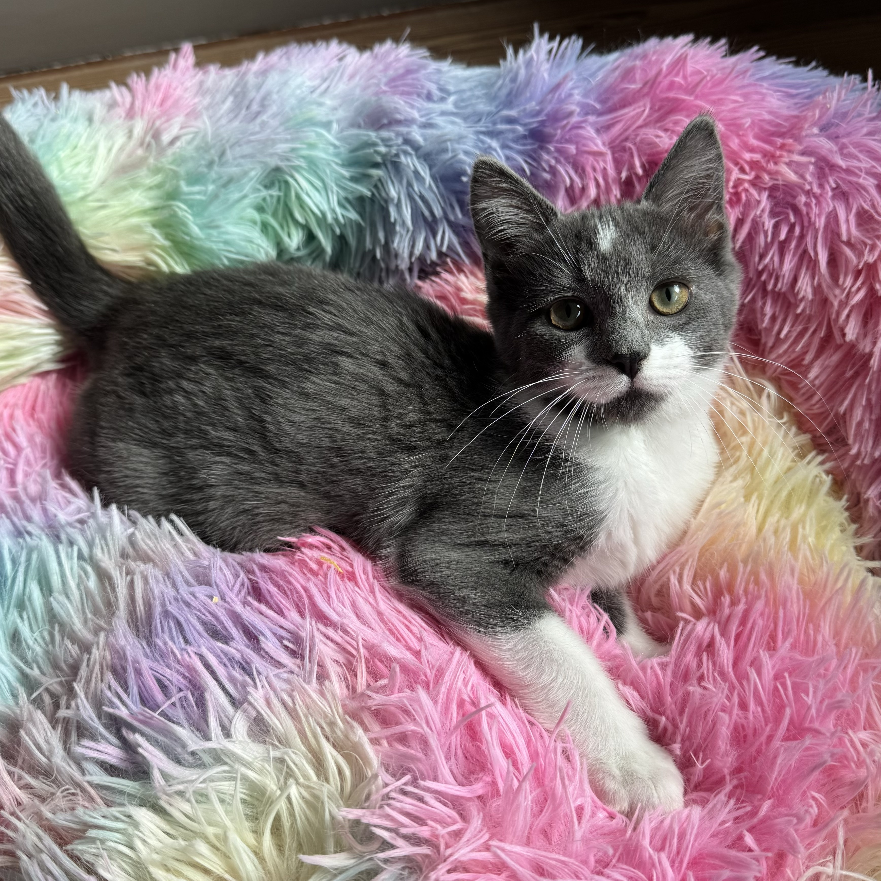 Enlarge Emmeline, a Adopted Domestic Short Hair in Winter Park, FL image 3/3