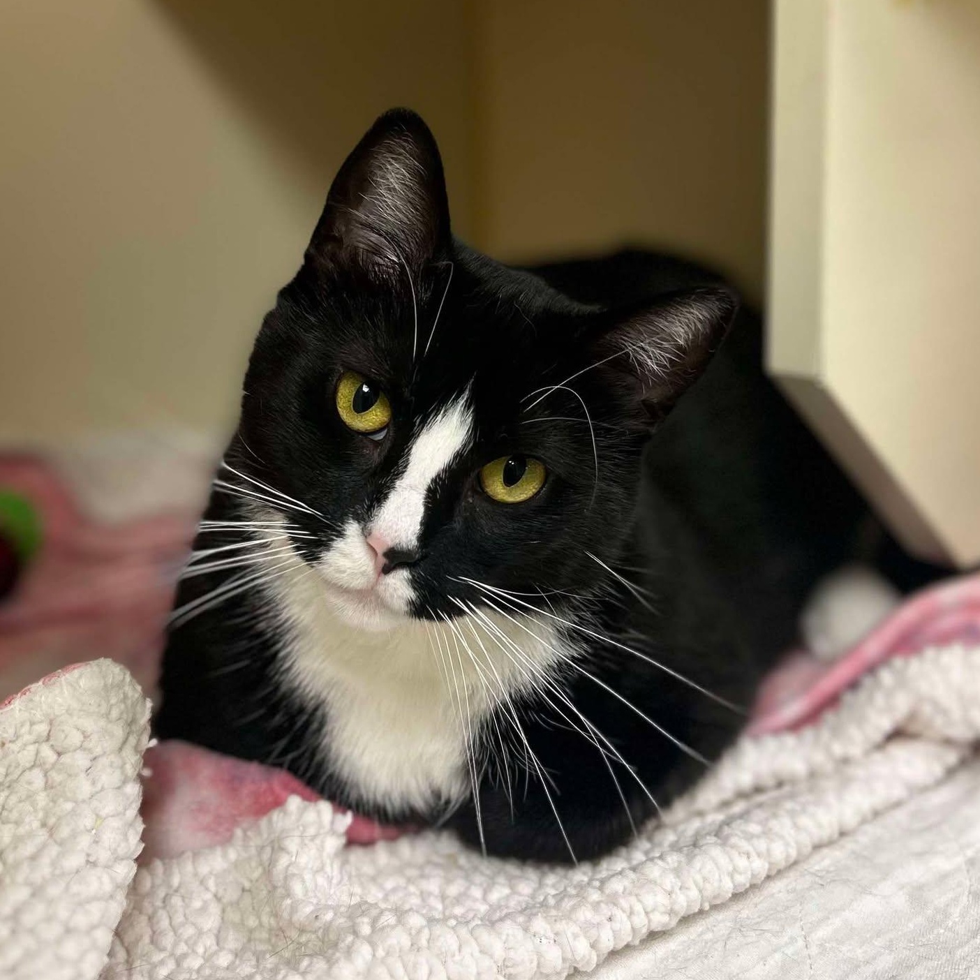 Cruella, a Adoptable Domestic Short Hair in Myerstown, PA image 1/2