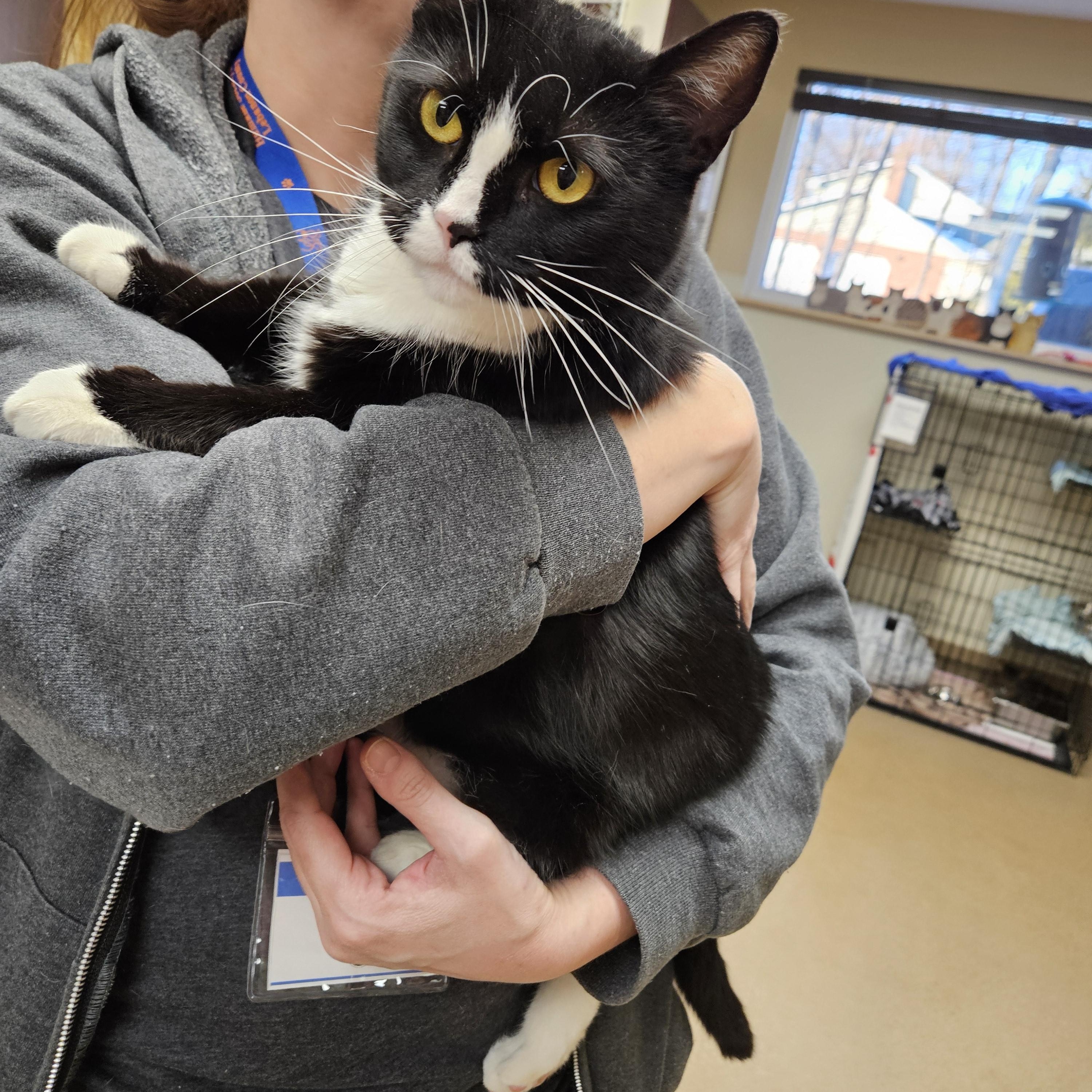 Cruella, a Adoptable Domestic Short Hair in Myerstown, PA image 2/2