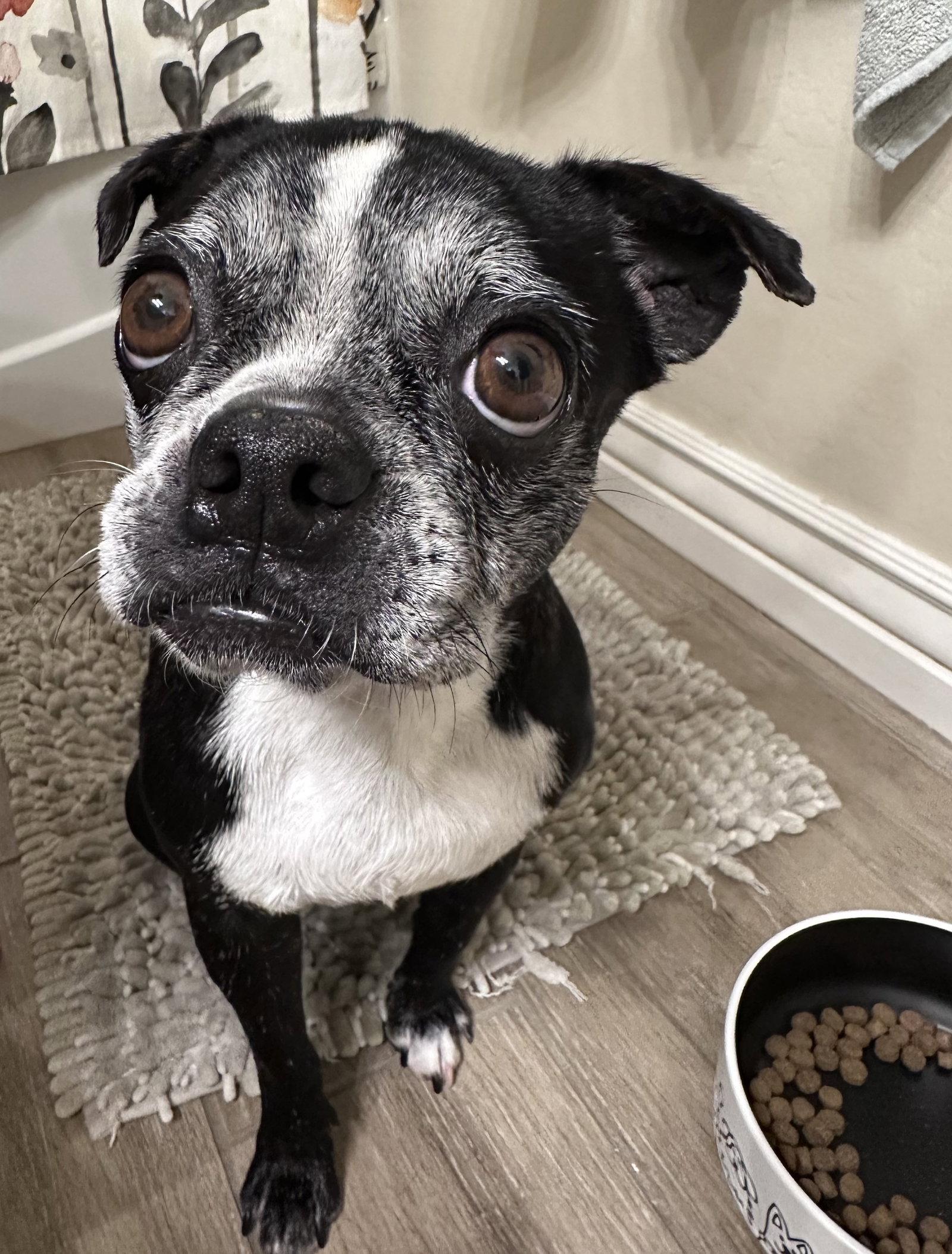 Iris, Adopted, Senior Female Boston Terrier.