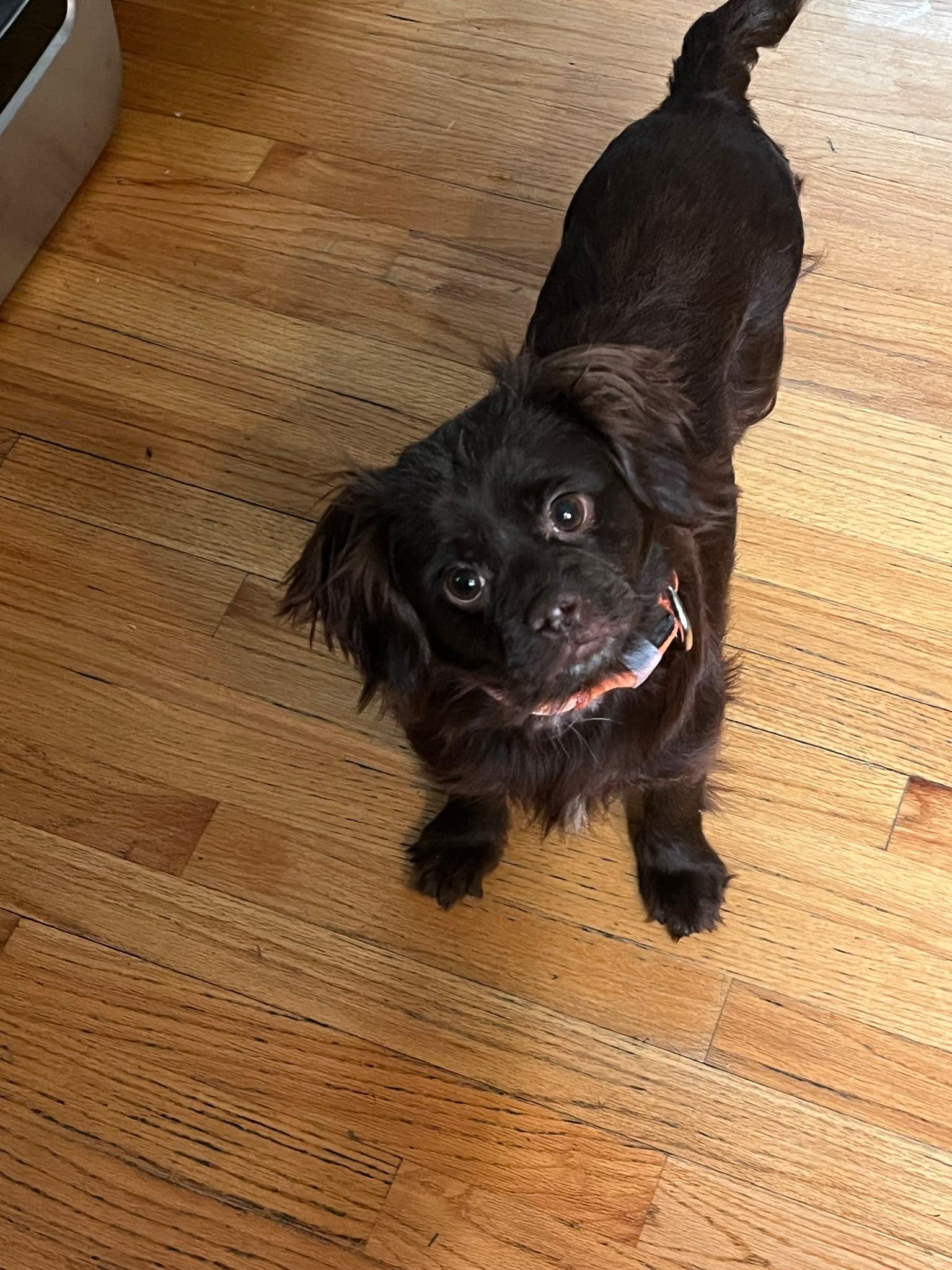 Clarice, Adoptable, Adult Female Spaniel & Chihuahua.