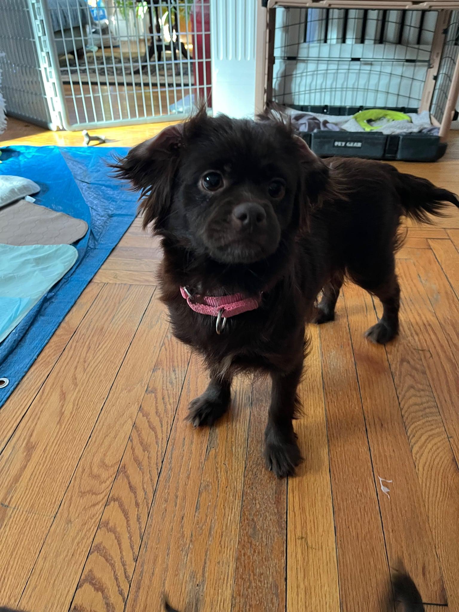 Enlarge Clarice, a Adoptable mixed breed in Catasauqua, PA image 2/3