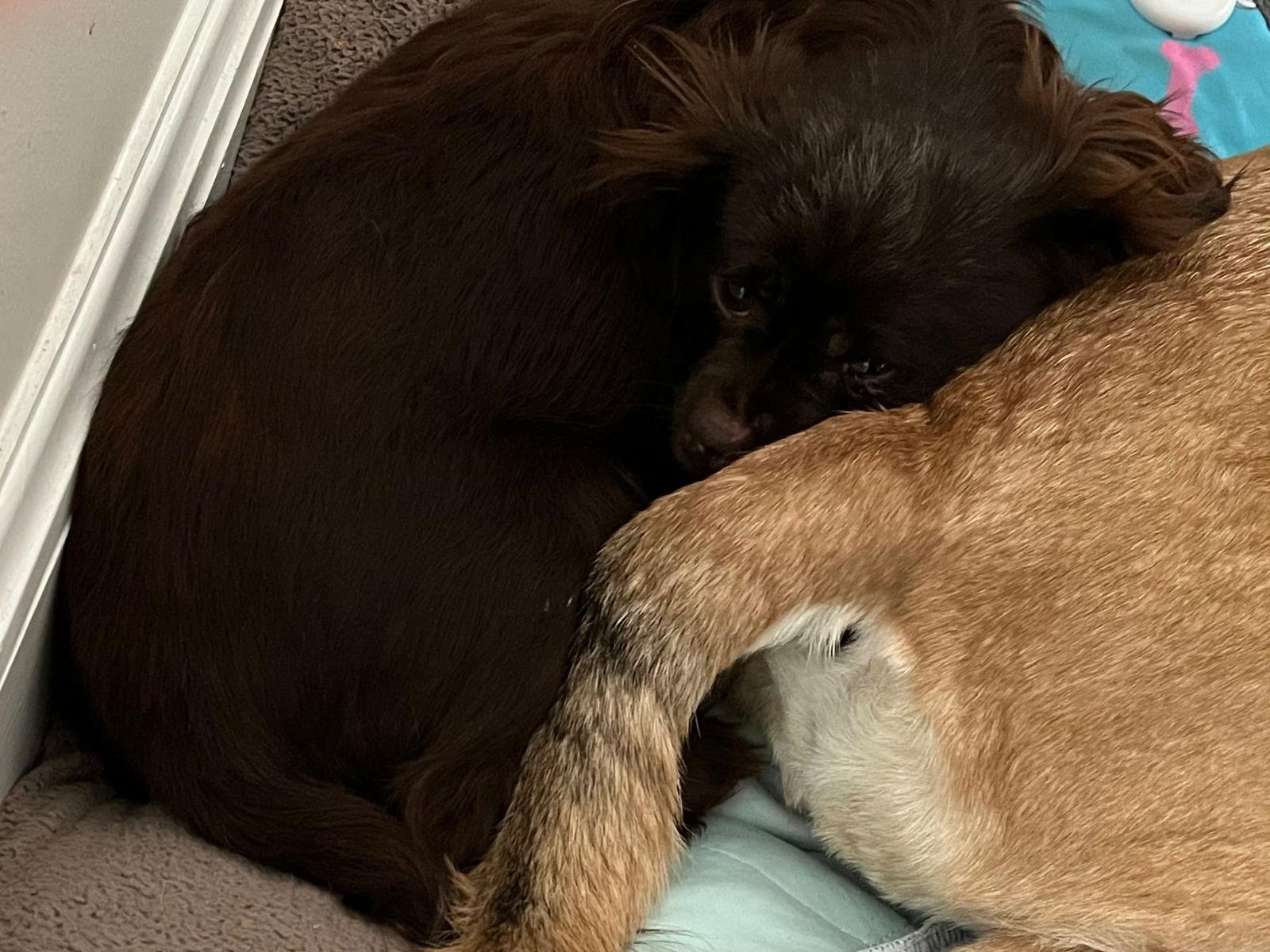 Enlarge Clarice, a Adoptable mixed breed in Catasauqua, PA image 3/3